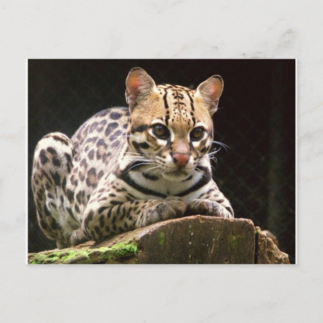 Jaguatirica Postcard (Front)