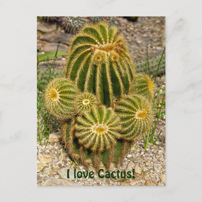 J'aime Cactus Carte Postale (Devant)