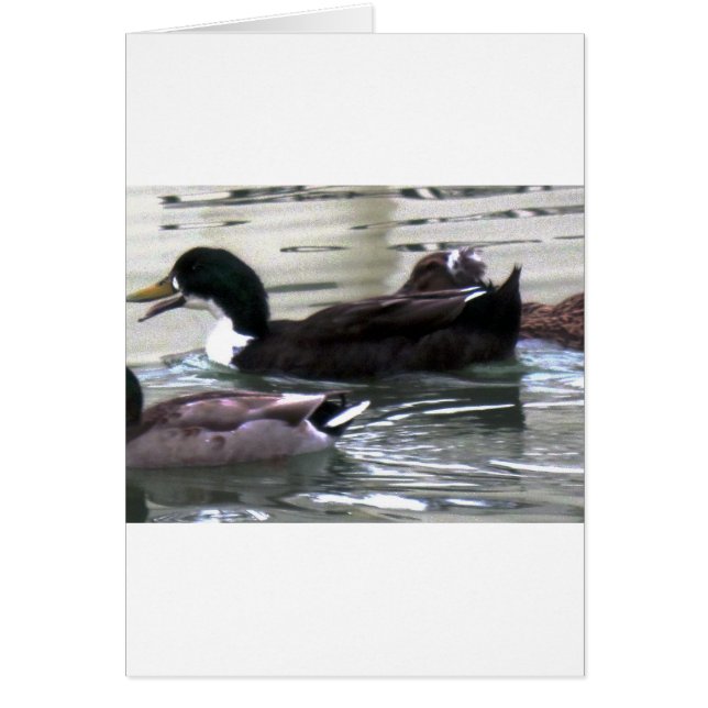 J'aime Canards (Devant)