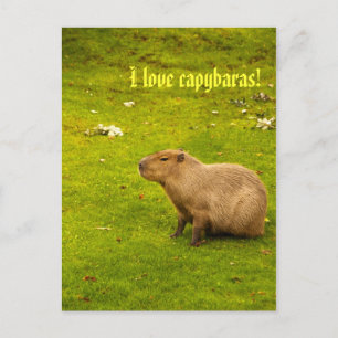 J'aime capybaras Carte postale