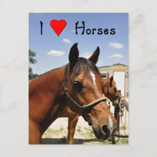 J'aime chevaux western cheval carte postale