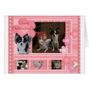 J'aime Chihuahuas