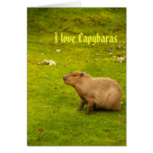 J'aime la carte capybaras