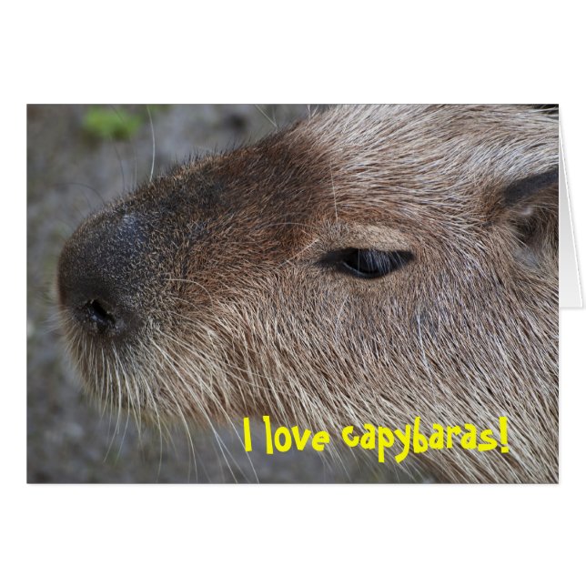 J'aime les capybaras (Devant horizontal)