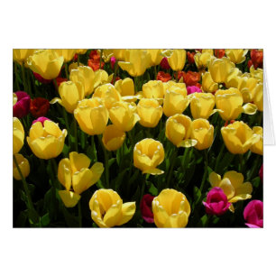 J'Aime Les Tulipes !