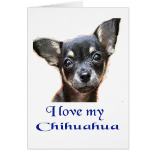 J'aime Mon Chihuahua