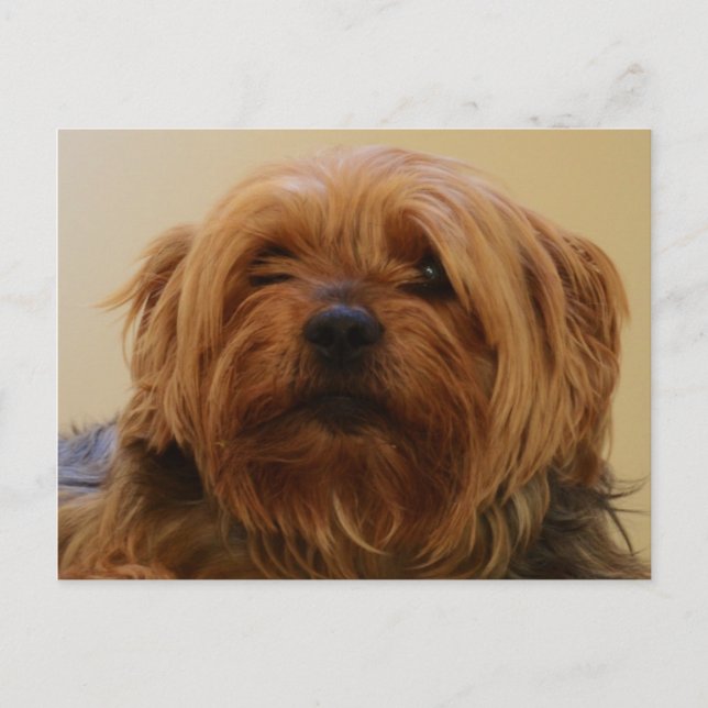 Jake The Yorkie Terrier Postcard (Front)