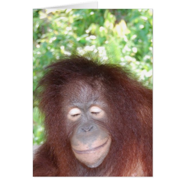 Jalousie : Beau Orangoutan aux cheveux rouges (Devant)