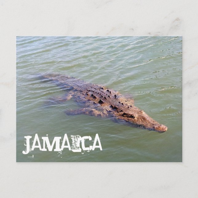 Jamaica Alligator Postcard (Front)