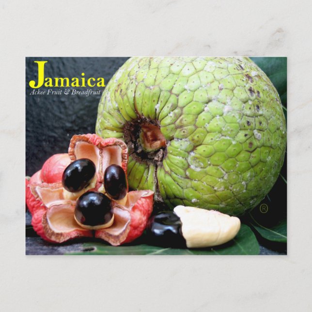Jamaican Breadfruit and Ackee Fruit 2k17 Postcard (Front)
