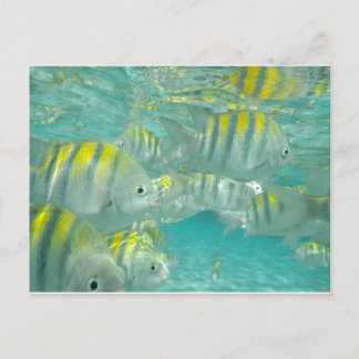 Jamaican Fish Card