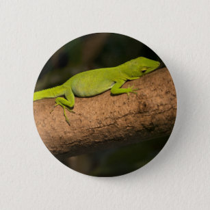 Jamaican giant anole 2 inch round button