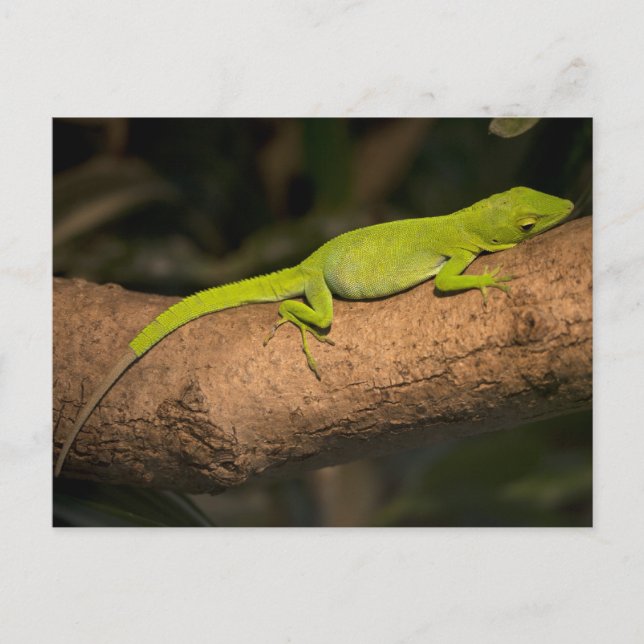 Jamaican giant anole postcard (Front)