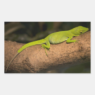 Jamaican giant anole sticker