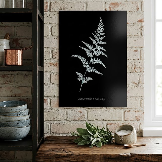 Jamaican Goldback Fern, Gymnogramma Sulphurea Poster (Jamaican Goldback Fern, Gymnogramma Sulphurea. Poster)