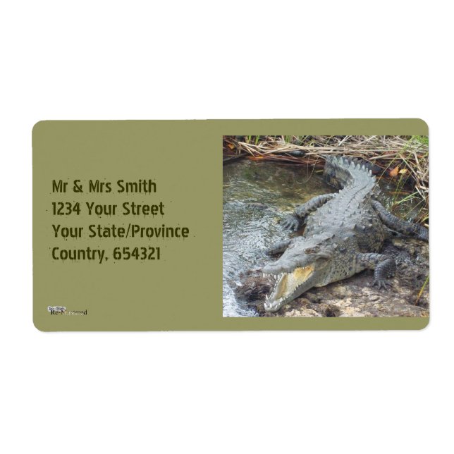 Jamaican Salt Water Crocodile (Front)