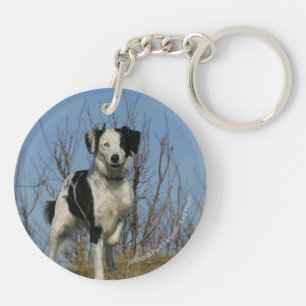 Jambe de border collie augmentée