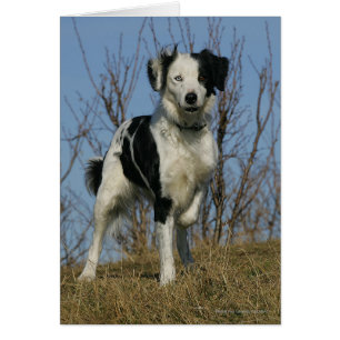 Jambe de border collie augmentée