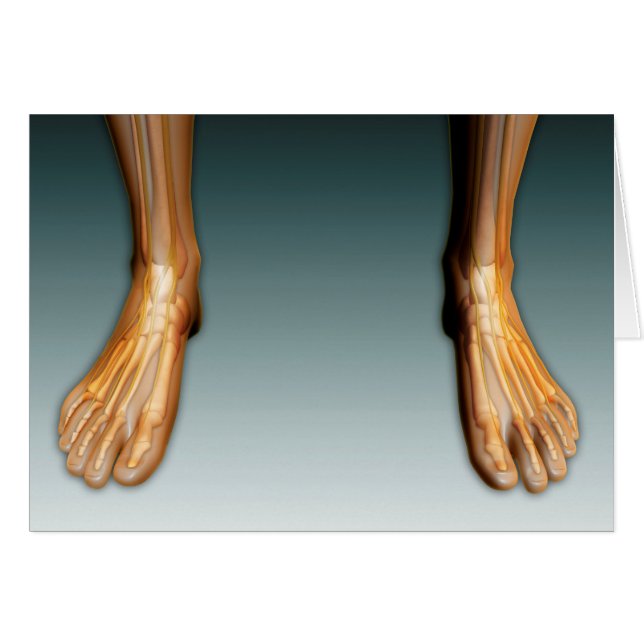 Jambes Humaines Et Pieds Avec Système Nerveux (Devant horizontal)