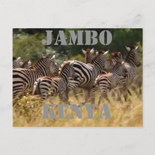 Jambo Kenya Zebra Migration Safari cartes postales (Devant)