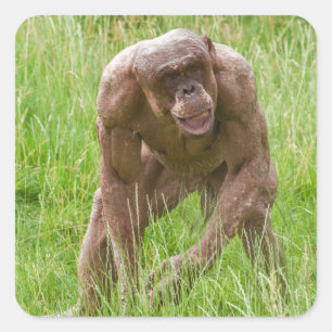 Jambo The Unique Hairless Chimp Square Sticker