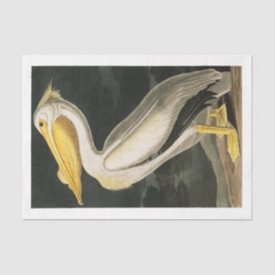 James Audubon Pelican Decoupage Tissue Nautical  Tissue Paper