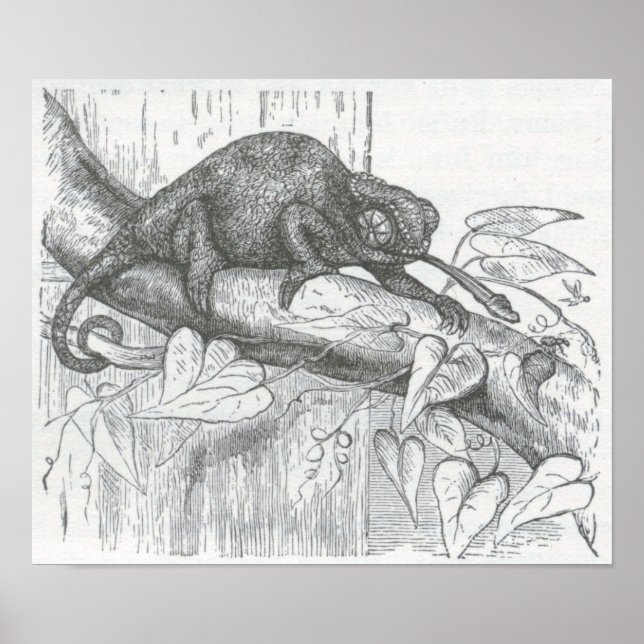 James Johonnot - Chameleon Poster (Front)