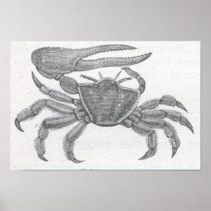 James Johonnot - Fiddler Crab Portfolio Poster