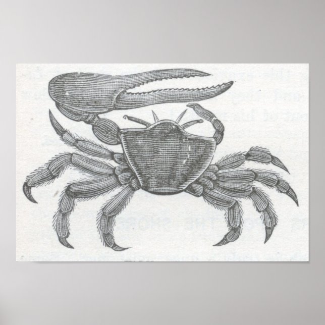 James Johonnot - Fiddler Crab Portfolio Poster (Front)