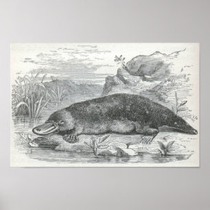 James Johonnot - Ornithorhynchus - Platypus Folio Poster