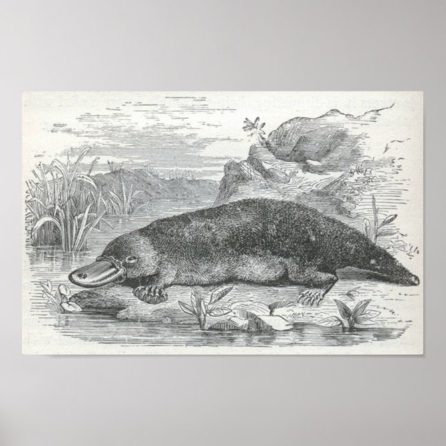 James Johonnot - Ornithorhynchus - Platypus Folio Poster (Front)