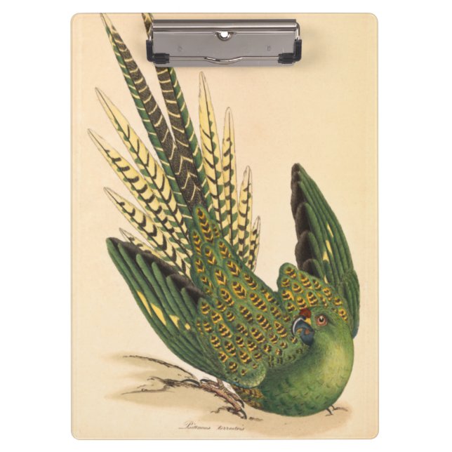 James Sowerby Ground Parrot, Psittacus terrestris  Clipboard (Front)