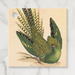 James Sowerby Ground Parrot, Psittacus terrestris Favour Tags