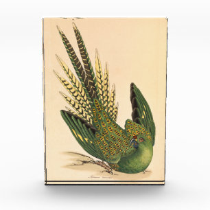 James Sowerby Ground Parrot, Psittacus terrestris Photo Block