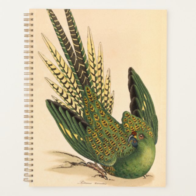 James Sowerby Ground Parrot, Psittacus terrestris  Planner (Front)