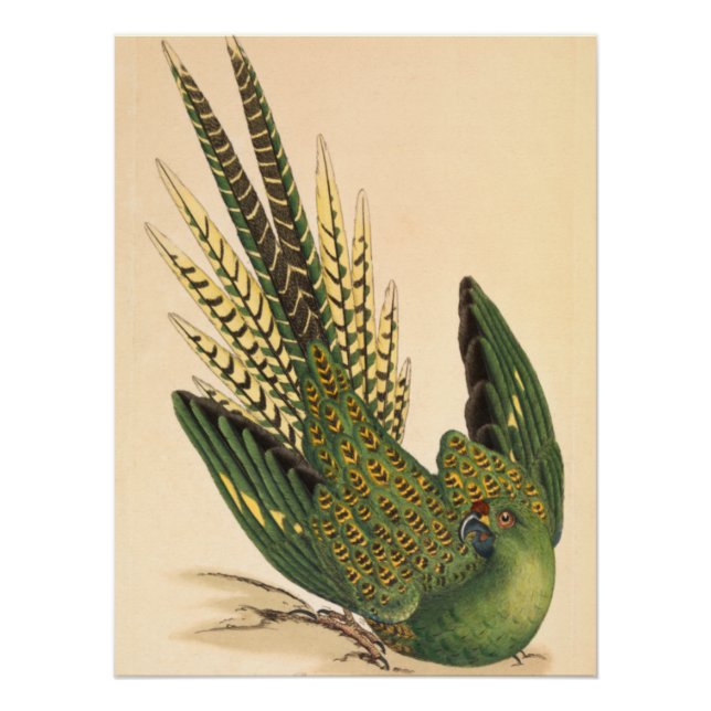 James Sowerby Ground Parrot, Psittacus terrestris  Poster (Front)