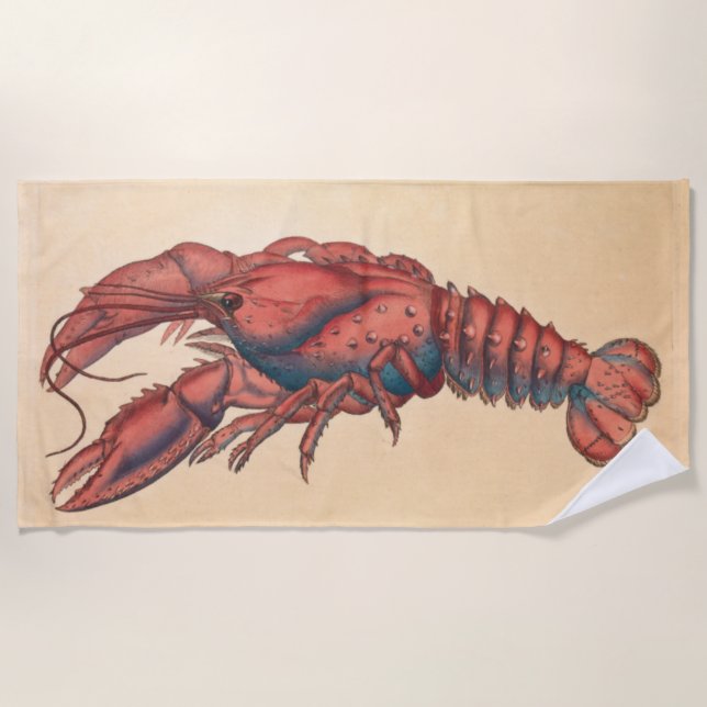 James Sowerby  Serrated Lobster   Beach Towel (Front)