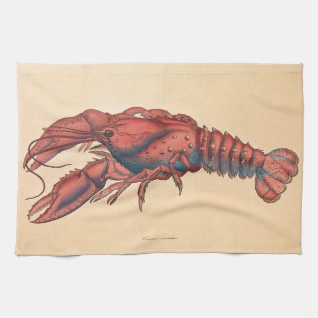 James Sowerby  Serrated Lobster   Kitchen Towel (Horizontal)
