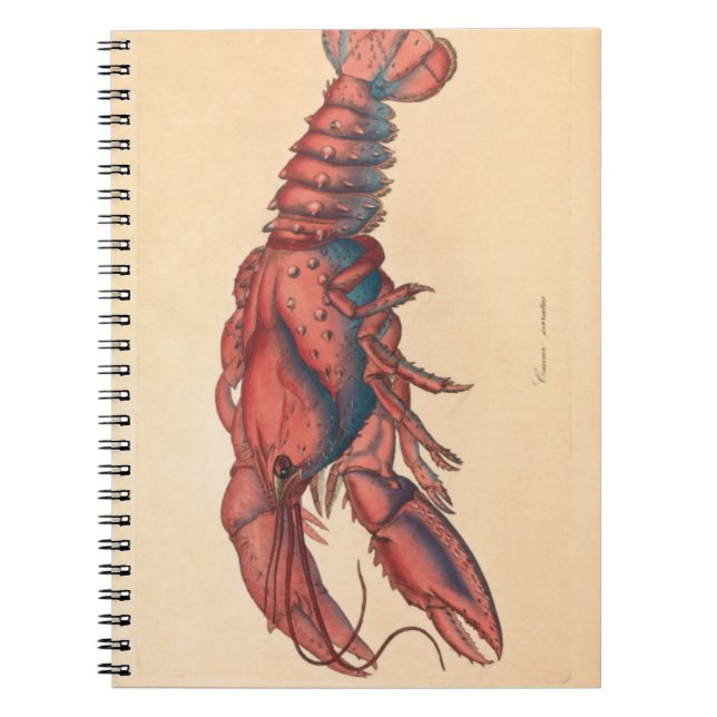 James Sowerby  Serrated Lobster   Notebook (Front)
