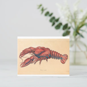 James Sowerby  Serrated Lobster    Postcard