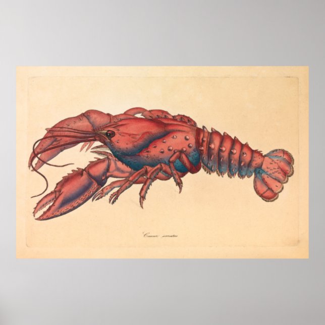 James Sowerby  Serrated Lobster   Poster (Front)