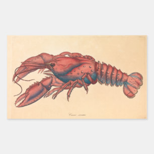 James Sowerby  Serrated Lobster    Sticker