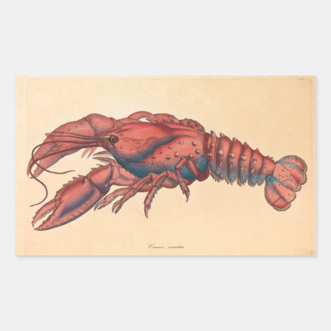 James Sowerby  Serrated Lobster    Sticker (Front)