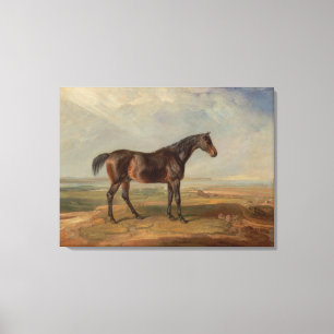 James Ward - Dr. Syntax, a Bay Racehorse Canvas Print