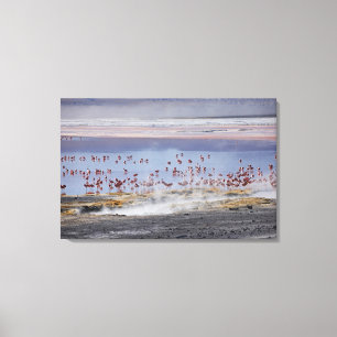 James's Flamingo, Phoenicoparrus jamesi Canvas Print