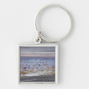 James's Flamingo, Phoenicoparrus jamesi Keychain