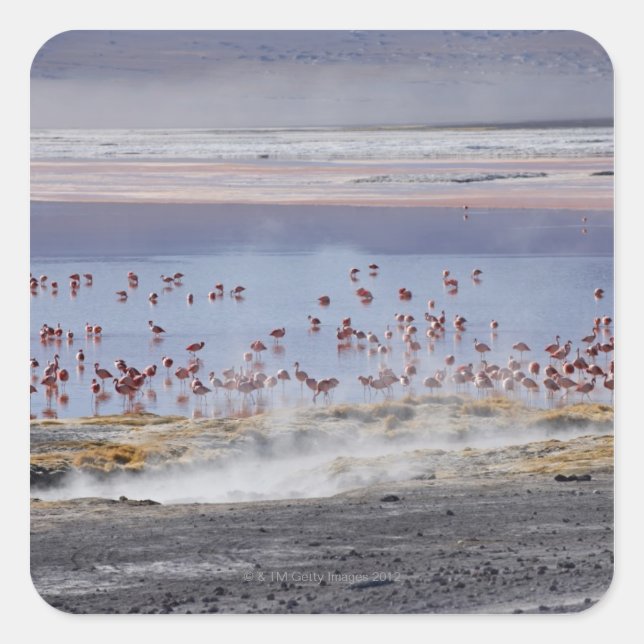James's Flamingo, Phoenicoparrus jamesi Square Sticker (Front)