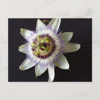 Jan 2 - educatedbrainfart postcard