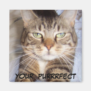 Jane says..YOUR PURRFECT Magnet