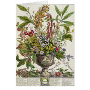 January, from `Twelve Months of Flowers'